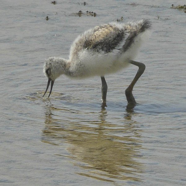 Breeding Charadriiformes at Rye Harbour